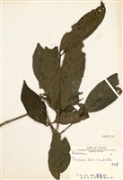 藏品(狗骨仔)的圖片